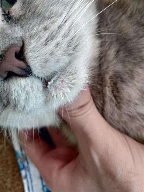 Лечение набухания нижней губы у кошки