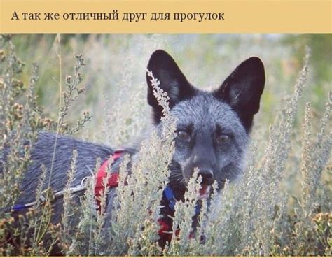 Лиса как домашний питомец: