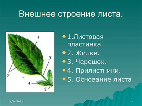 Листовая пластинчатость