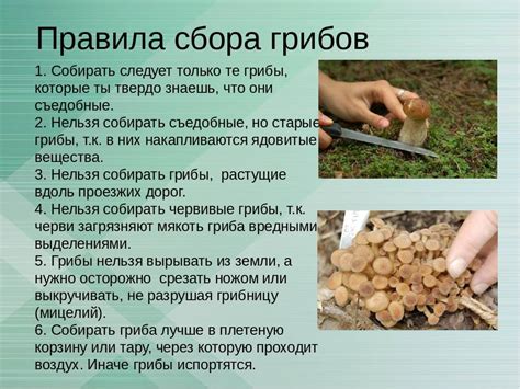 Лицензия на сбор грибов: основные положения и правила получения