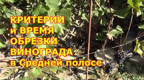 Лучшее время для зимней обрезки винограда на Урале