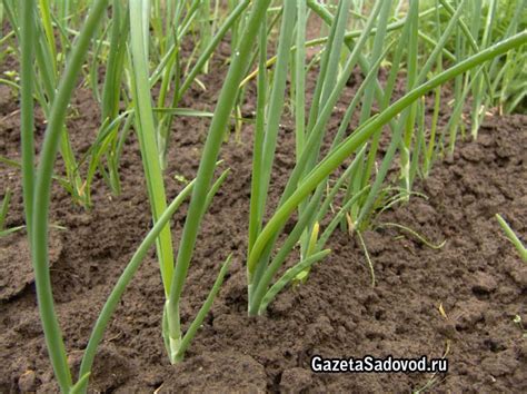 Лучшее время для посадки лука севка в октябре