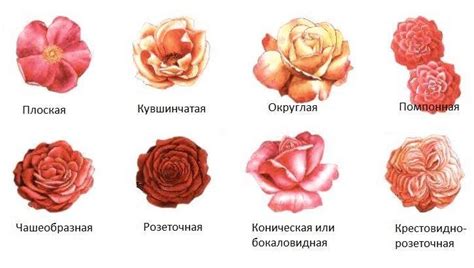 Лучшие виды роз для садового благоустройства: селекции и гибриды
