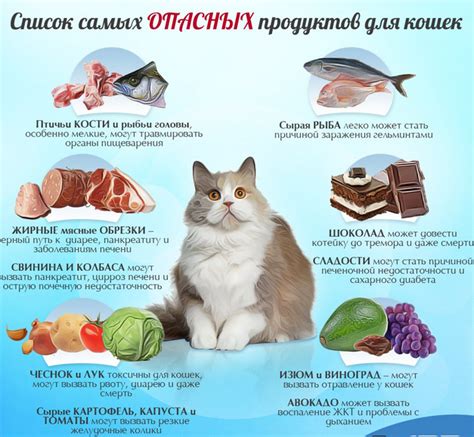 Лучшие рецепты корма для кота