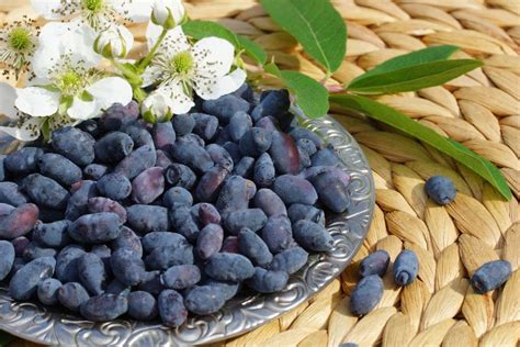Лучшие сроки для посадки жимолости