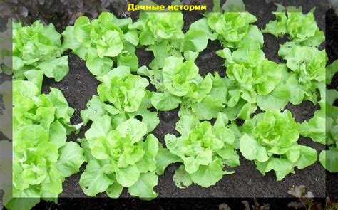 Лучший сезон для посадки листового салата