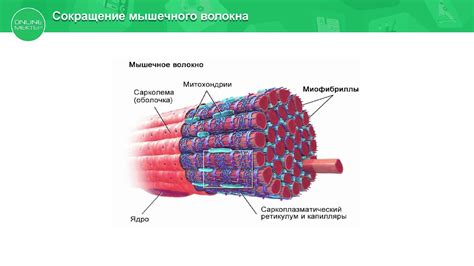Материалы, из которых изготавливается поперечно полосатая ткань