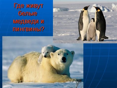 Медведи и пингвины: тайна непансионирования в животном мире