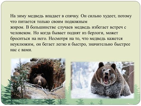 Медведь впадает в спячку для выживания