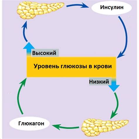 Медленный обмен веществ и уровень инсулина
