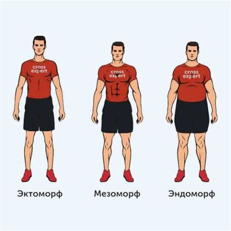 Мезоморфное телосложение: особенности и признаки