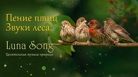 Мелодия пения птиц на заре