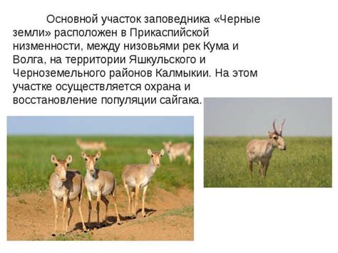 Меры, принимаемые для сохранения сапсана в России