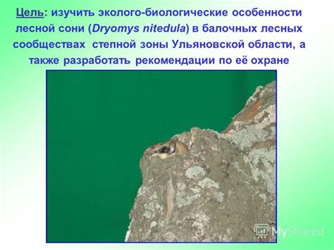 Меры по охране лесной сони