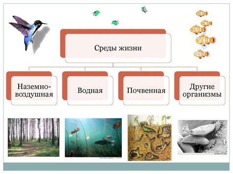 Места обитания куриц