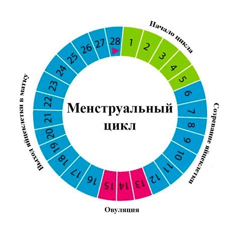 Месячные циклы и эффективность ботокса