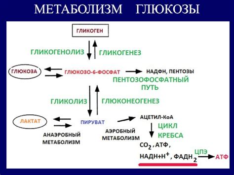 Метаболические процессы после употребления алкоголя