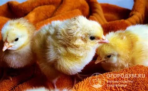 Методика скрепления ног у цыплят для предотвращения разъезжания