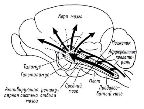 Методы восстановления ретикулярной формации