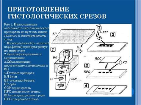 Методы гистологического анализа для определения ЧМТ у стрижа