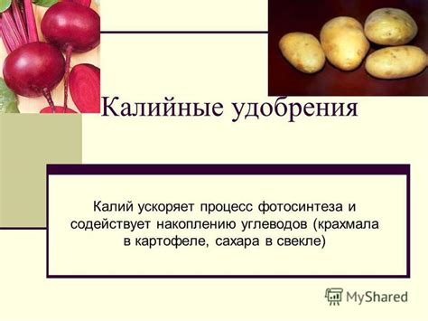 Методы для увеличения крахмала в свекле