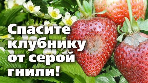 Методы и средства защиты земляники от вредных насекомых и болезней