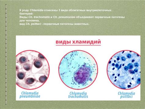 Методы обследования и диагностики хламидий у ребенка