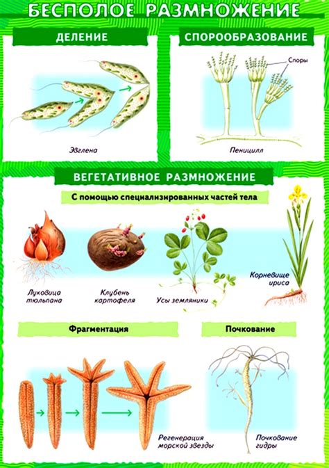 Методы определения растения по видимым признакам