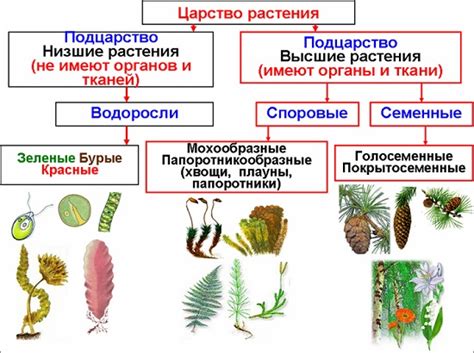 Методы определения растения по скрытым признакам
