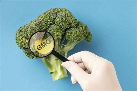 Методы проверки наличия ГМО в продуктах: советы и рекомендации