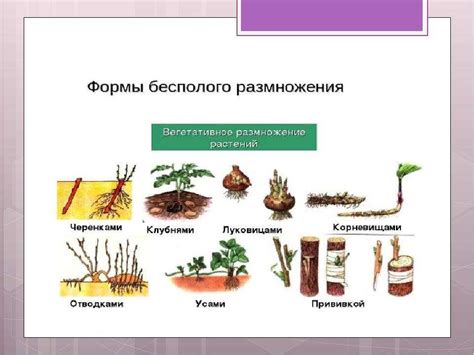 Методы размножения