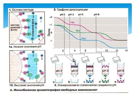 Методы хроматографии для определения массы белка