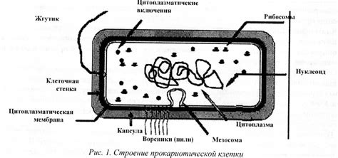Метод просветления и обезвоживания бактериальной клетки
