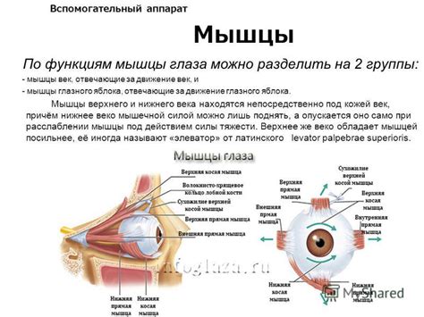 Механизмы, отвечающие за движение яичек