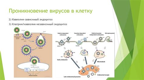 Механизмы взаимодействия вирусов и клеток