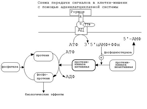 Механизмы действия эстрогена в клетках