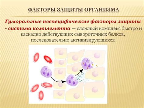Механизмы защиты организма