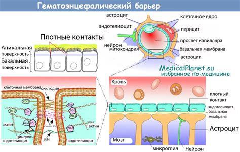Механизмы и функции