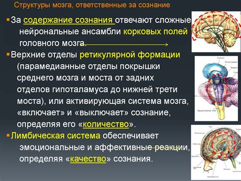 Механизмы мозга, ответственные за возникновение летания во сне