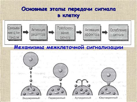 Механизмы передачи сигналов
