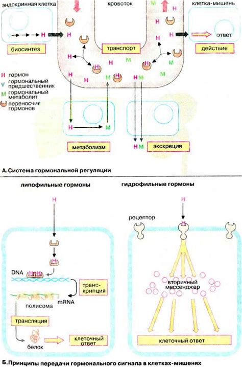 Механизмы работы гормонов