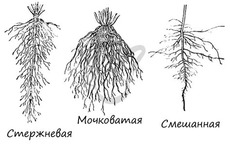 Механизмы роста корней