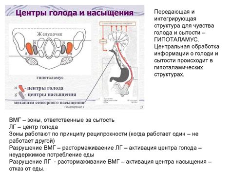 Механизмы формирования щетины