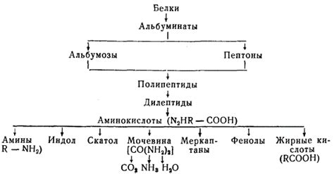 Механизм гниения рыбы
