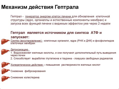 Механизм действия гептрала в организме