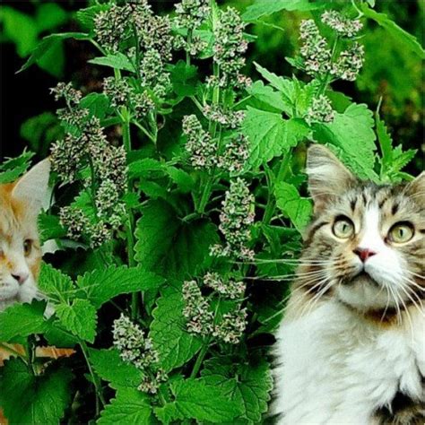 Механизм действия кошачьей мяты на кошек