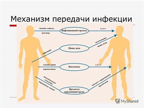 Механизм передачи и влияние на организм