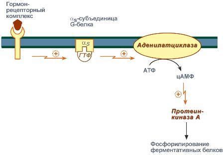 Механизм передачи сигналов в глазе флюгеле