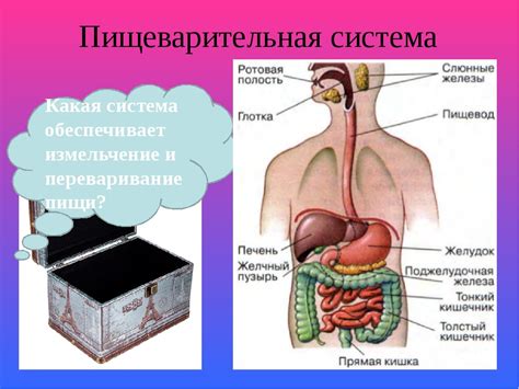 Механизм пищеварения у тичей