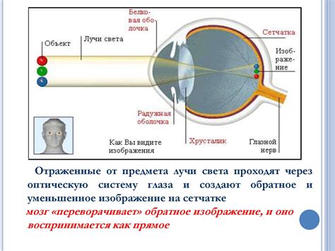 Механизм работы моргания и жмурения глаз
